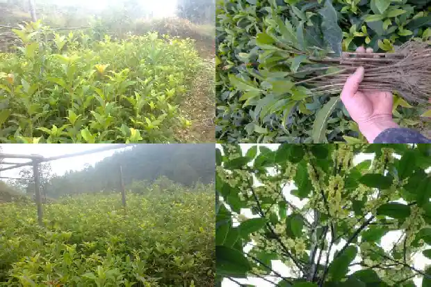 桂花的颜色形状气味是什么样子的呢1688689188866