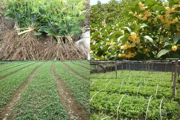 四季桂花树市场价格表1682211901673