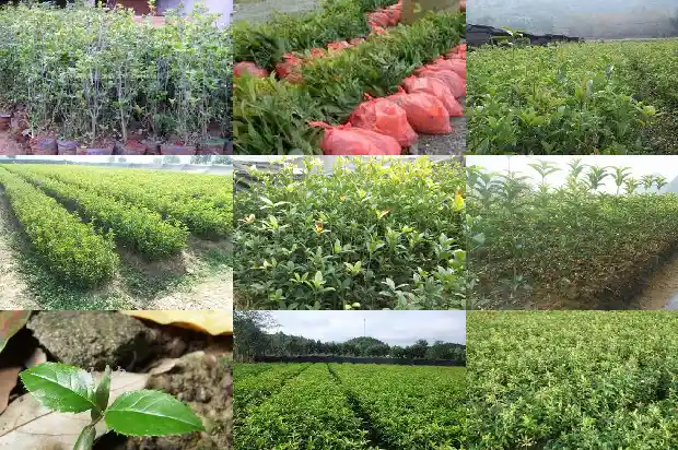 四季桂花苗价格1682211988152