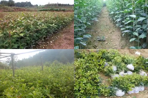 桂花树30公分多少钱1棵1689727137890