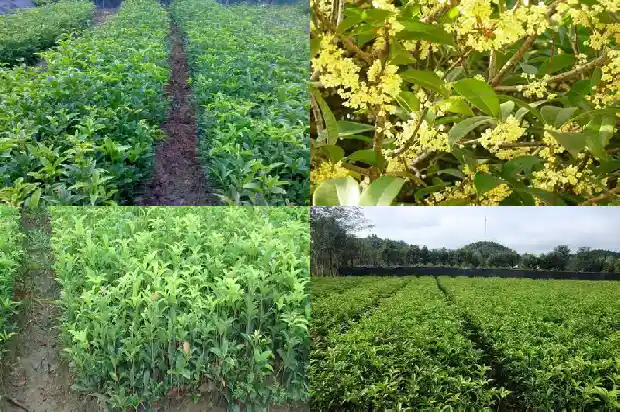 桂花树那品种最好1682212362147