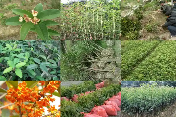 桂花树那品种最好1682212362195