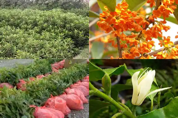 四季桂花一年开几次花1682212452163
