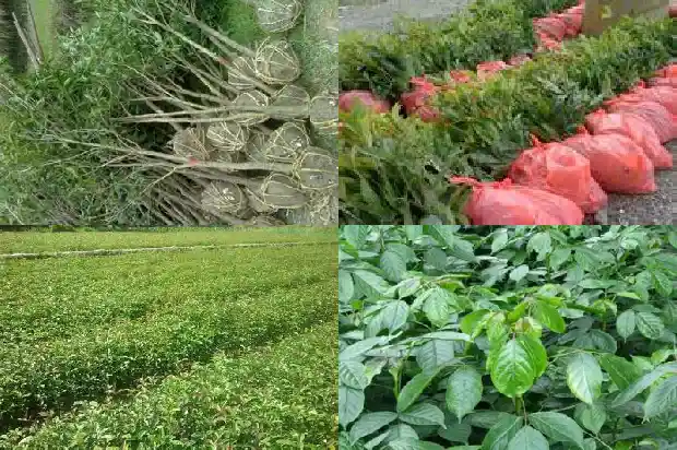 四季桂花可以泡茶吗1682212642259