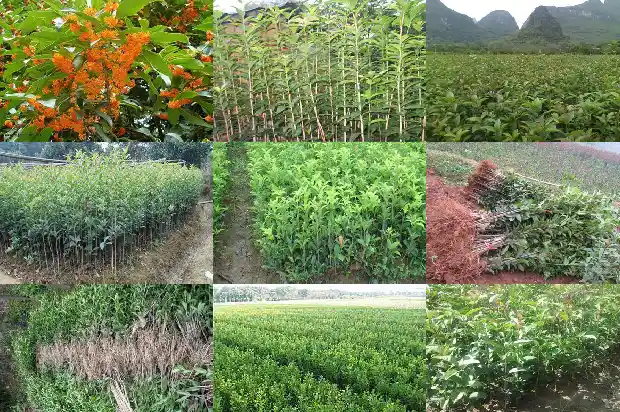 四季桂花可以泡茶吗1682212642305
