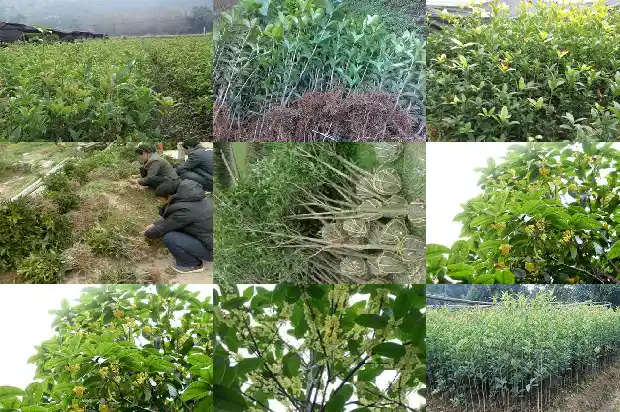 四季桂花可以泡茶吗1682212642352