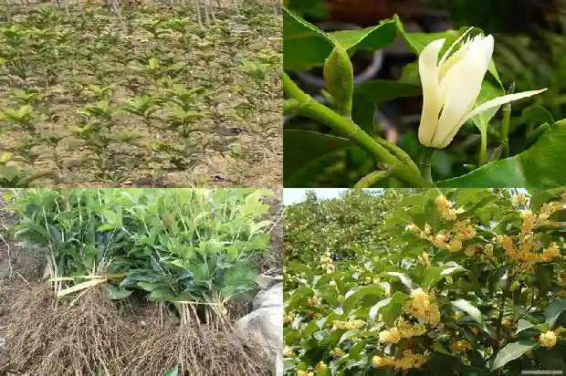 丹桂花树与金桂花树哪个好1682212816458