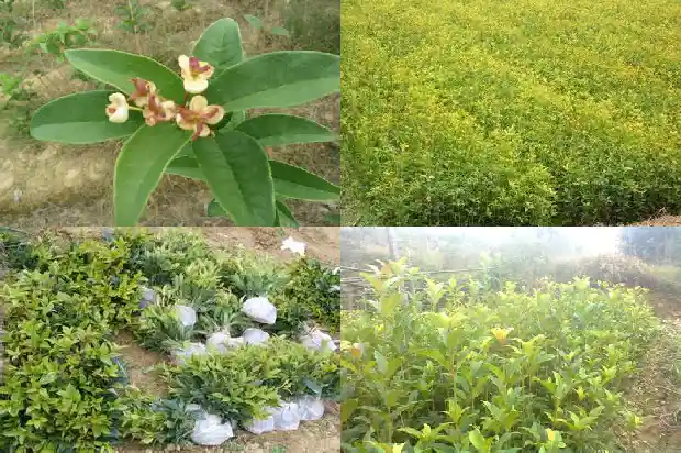 丹桂花树与金桂花树哪个好1682212816504