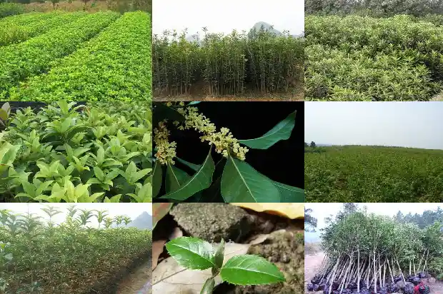 桂花朱砂和老朱砂有什么区别1682212888259