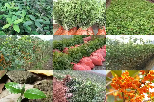 老朱砂桂花怎么辨认1682212963910