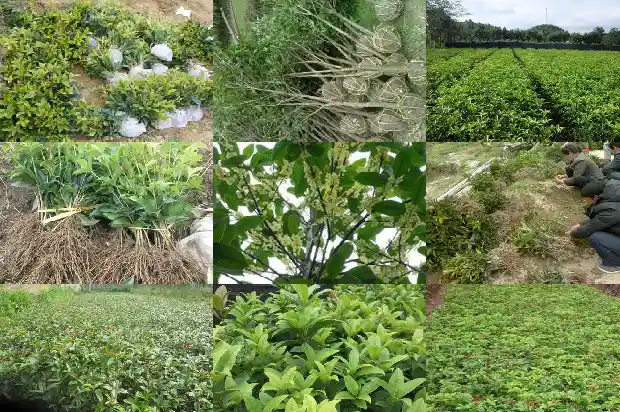 老朱砂桂花怎么辨认1682212963958