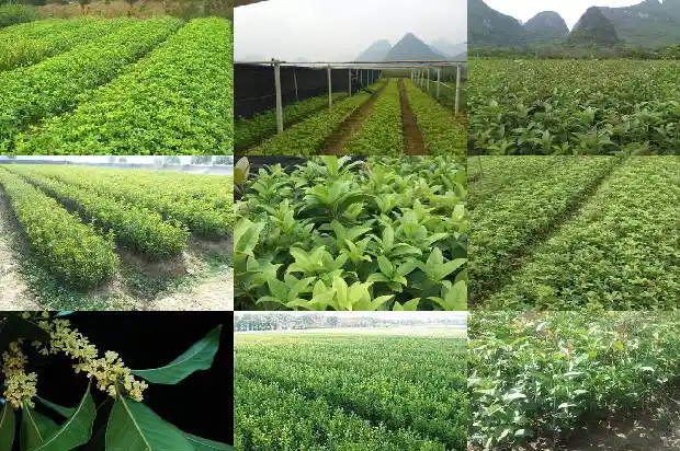 桂花开花多的方法1688523742064
