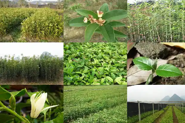 朱砂桂花树简介怎么写的1682213107826
