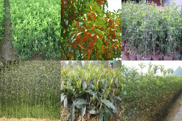 朱砂桂花的寓意1682213185469