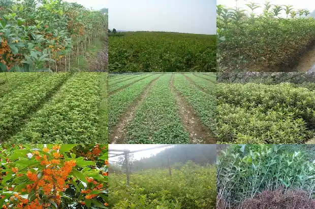 朱砂桂花的寓意1682213185517