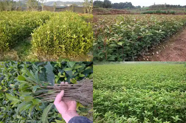 最香桂花树1682213363133