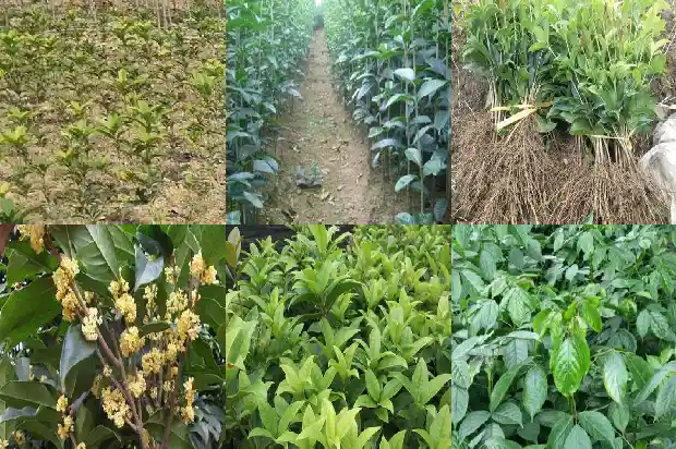 最香桂花树1682213363180