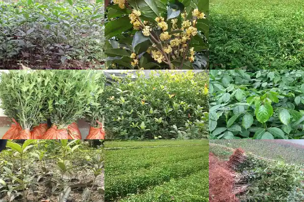 桂花树日香桂1682213456096