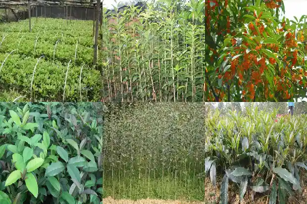 桂花红日香是什么品种1682213533540