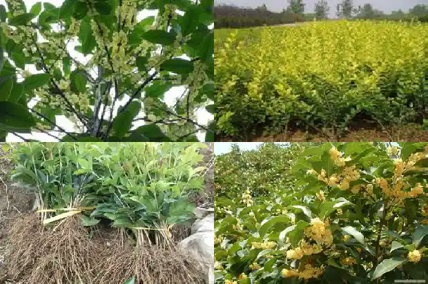 珠砂桂花树1682213681167