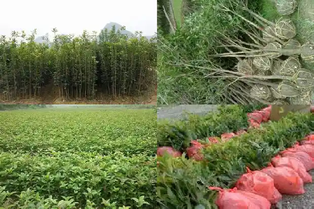 珠砂桂花树1682213681214