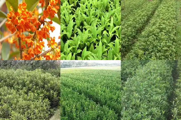 珠砂桂花树1682213681262