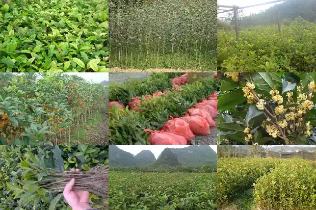桂花冰糖蜂蜜的制作方法1689467219095