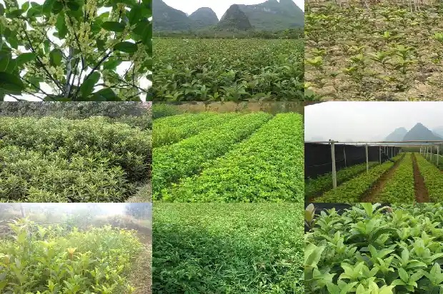 桂花树哪个品种最名贵又好养又好看1682213935274