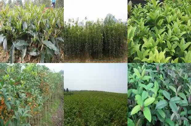 桂花种子怎么放才能发芽1688608486384