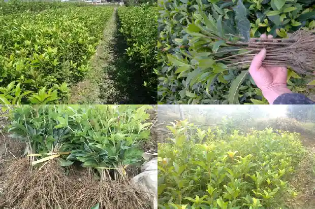 桂花树市场价格行情分析表1690590956205