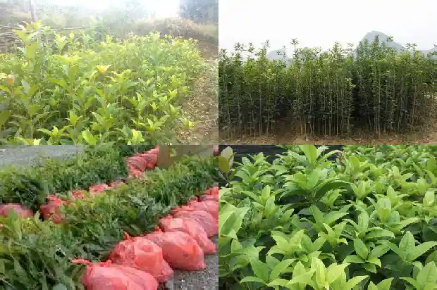 最名贵的桂花树品种1682214087710