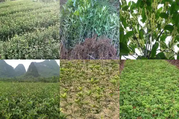 桂花树哪个品种最贵1682214240495
