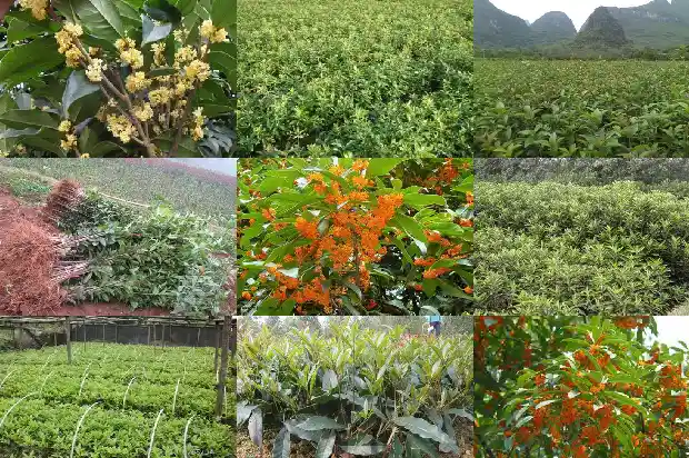 金桂花什么品种最好1682214405315