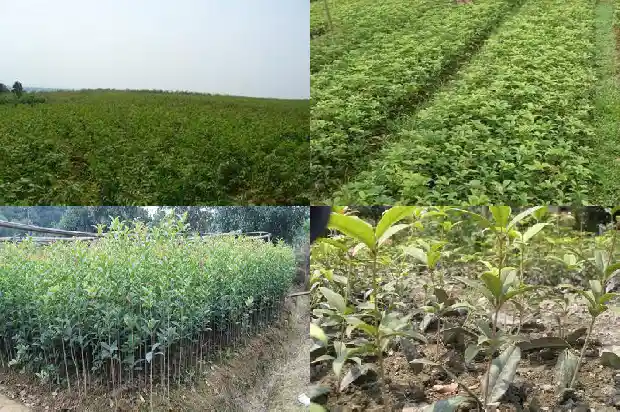 桂花树什么品种最名贵又好养1682214501883