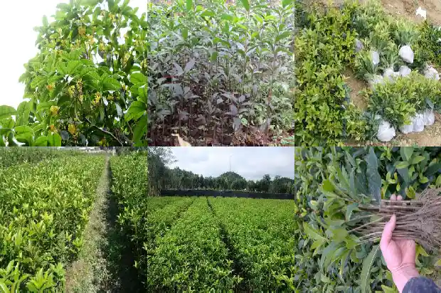 桂花树什么品种最名贵又好养1682214502026