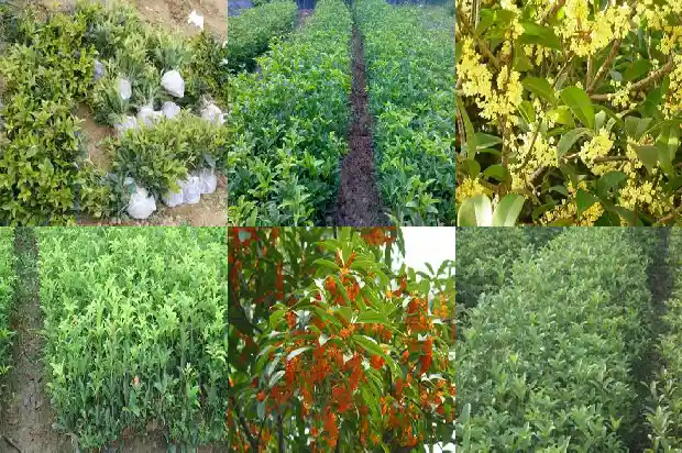 桂花树适合北方种吗1682214620117