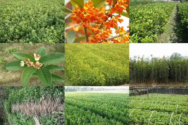 哪些品种的桂花树适合北方1682214738506