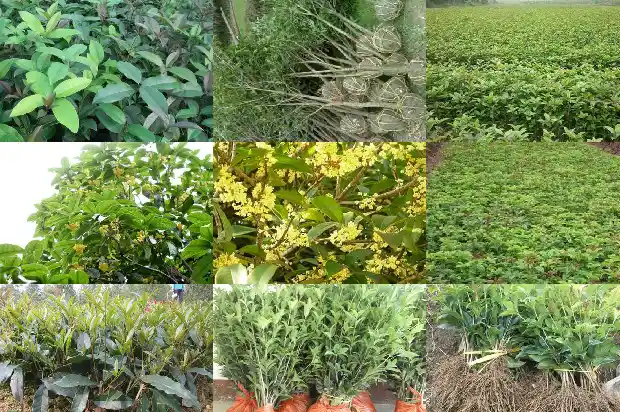 哪些品种的桂花树适合北方1682214738601