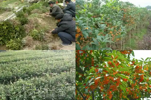 叶子很青的是哪种桂花树品种1682214821900