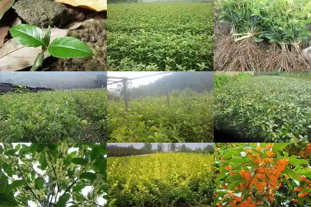 桂花叶子越长越小怎么办1688610115115