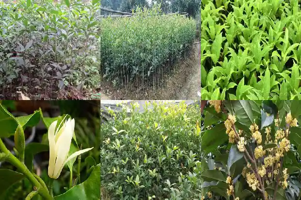 冬天的桂花树长什么样1682215007674