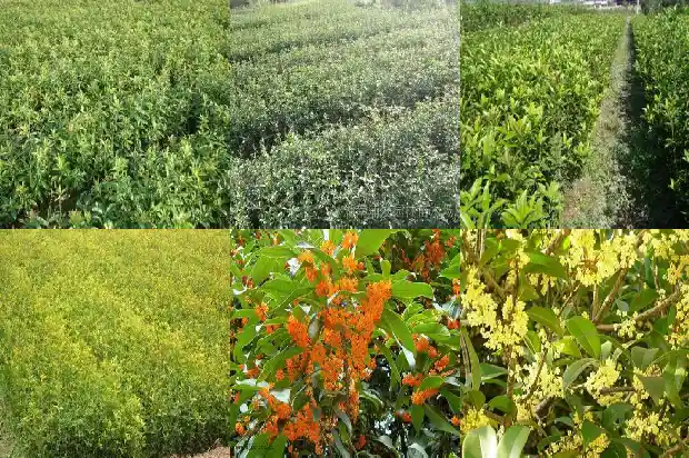 小桂花树长什么样1682215092674