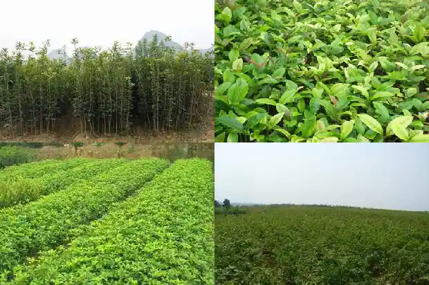 桂花树的年轮是怎样的1682215200290