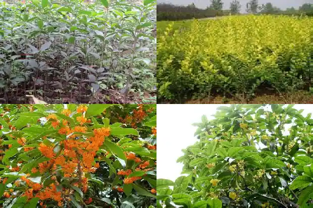 桂花树的年轮是怎样的1682215200338