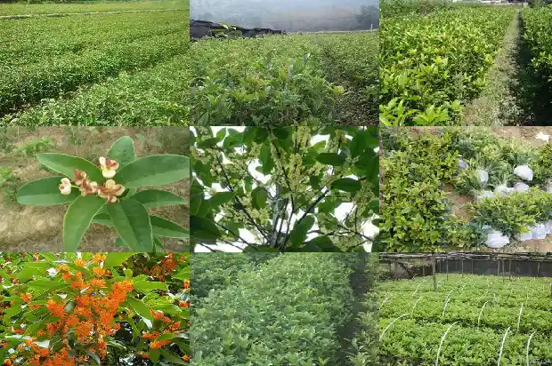 桂花树有哪些特点?1682215286331