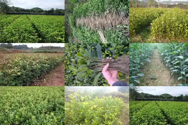 桂花树的特征是什么?1682215402762