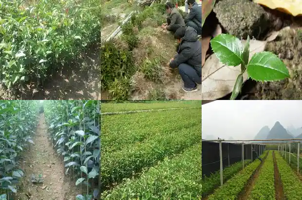 桂花树的特征是什么?1682215402809
