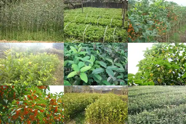 桂花茶的做法1682215485355