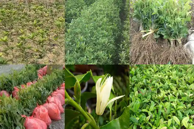 桂花茶的做法1682215485403