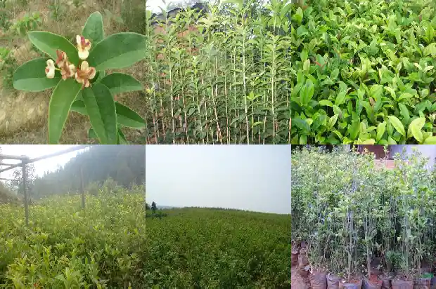 桂花茶的做法1682215485450
